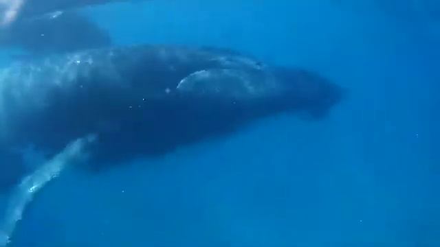 Aldabra Humpback Whales 2017 смотреть онлайн