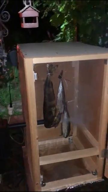 Kitty Kingdom Chronicles