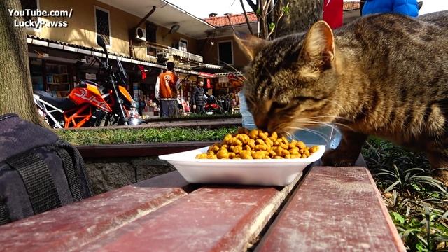 Stray Cats Invade the 564-Year-Old Book Bazaar And Won't Give the Books to Anyone | Lucky Paws смотреть онлайн