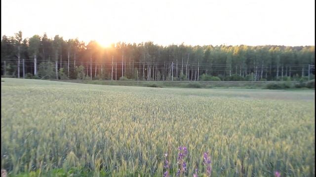 Косуля на пшеничном поле в вечернем солнце Metsäkauris vehnäpellolla ilta-auringossa смотреть онлайн