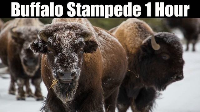 Buffalo Stampede - 1 Hour смотреть онлайн