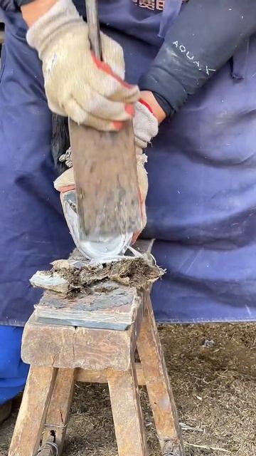 Skillful pruning of donkey hooves #asmr #hoof смотреть онлайн