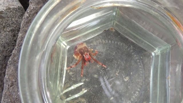 Cangrejo ermitaño (Calcinus tubularis). Ingenioso y precioso. GONZALO. смотреть онлайн