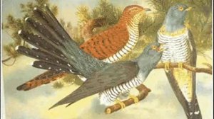 Тріо бандуристок  Зозуля  Кукушка  Kukułeczka Cuckoo