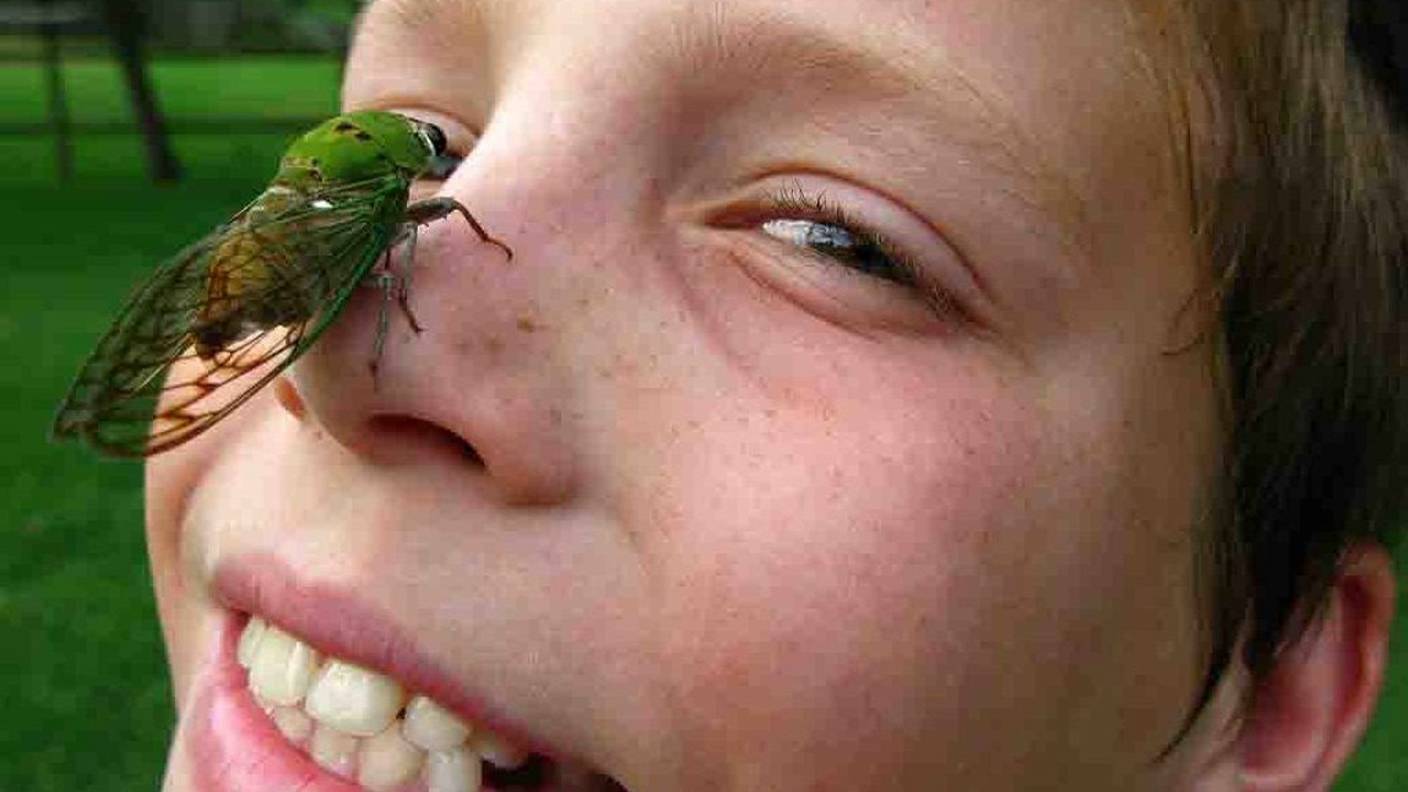 Насекомые с самыми болезненными укусами смотреть онлайн