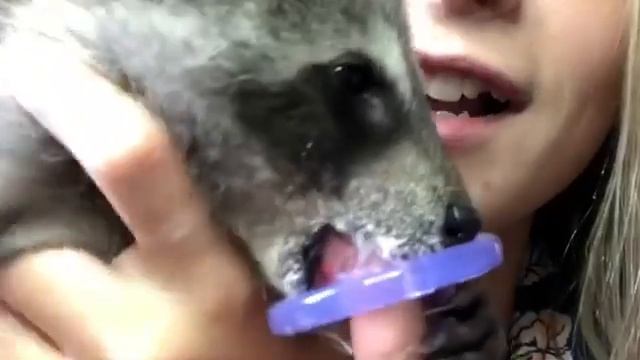 Baby raccoon Olive loves her pacifier смотреть онлайн