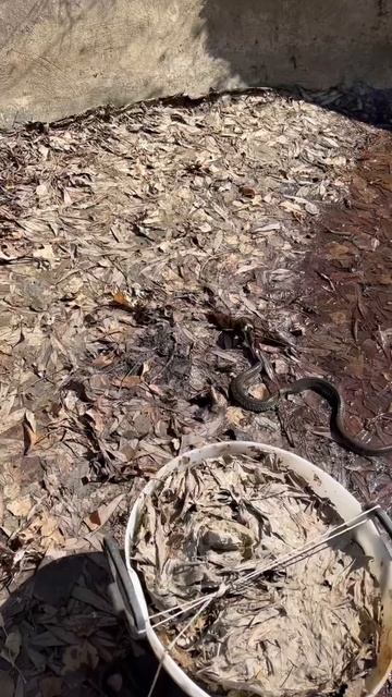 Уж помогает лягушке дойти до пруда на участке. #змеяпоймалалягушку смотреть онлайн