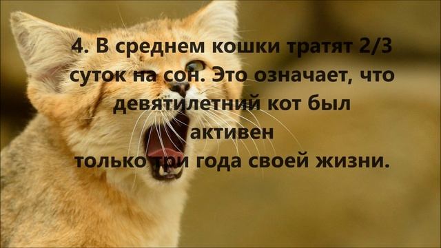 5 ФАКТОВ О КОШКАХ смотреть онлайн