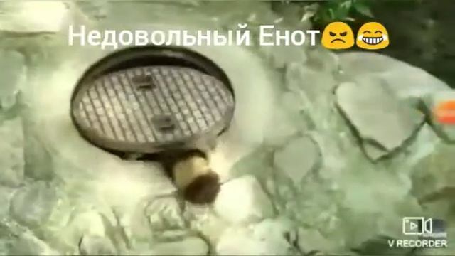 Недовольный енот смотреть онлайн