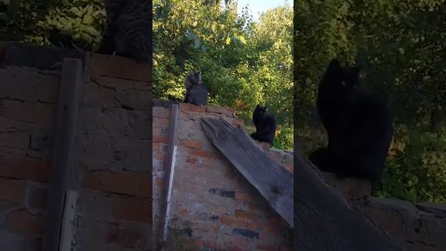 🐱🍽️ Кошки плотно поужинали, взобрались на кирпичную стену и приводят себя в порядок смотреть онлайн