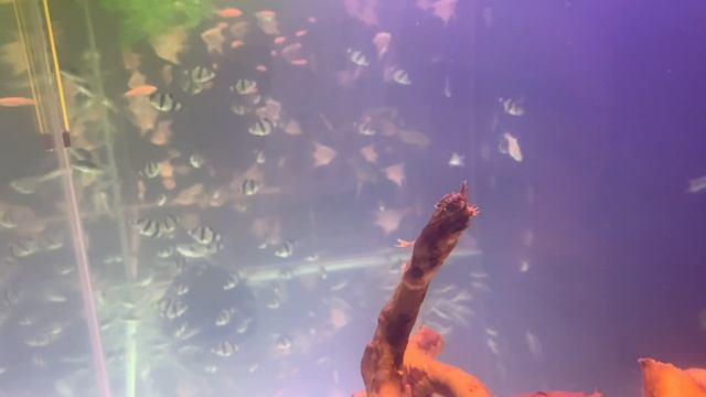 Коряги мутят воду смотреть онлайн