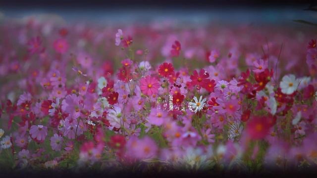 Lily Topolski - His Eye Is on the Sparrow (Official Lyric Video) смотреть онлайн