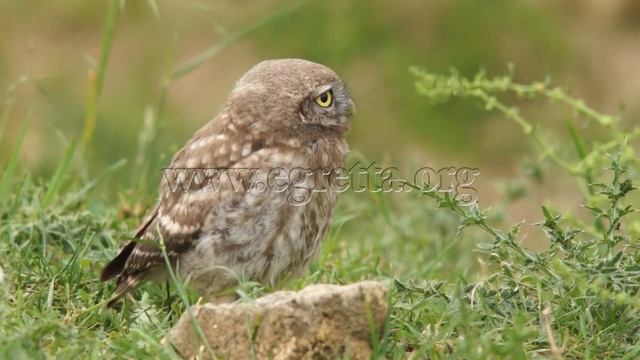 Little Owl, Athene noctua, Kuvik смотреть онлайн