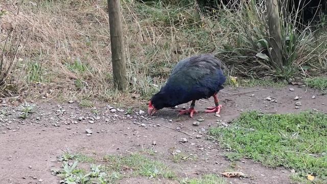 Takahe at Zealandia wellington смотреть онлайн
