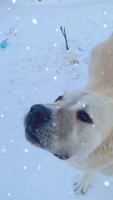 ❤️🎅#алабай #алабайвидео #омск смотреть онлайн