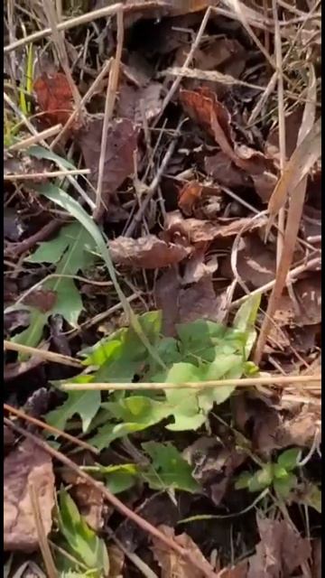 Ловля кеты на воблер 90 мм (25 гр) №18 от Mr. Musurok смотреть онлайн