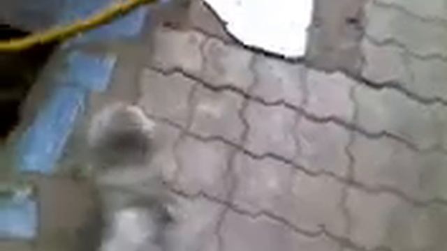 бешиный кот смотреть онлайн