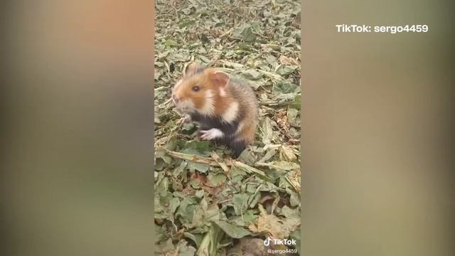 Украинский хомяк не даст себя в обиду 😁 смотреть онлайн