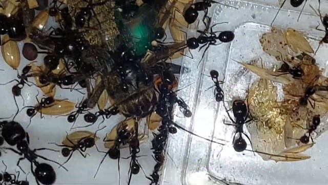 охота Messor barbarus (Spain) 07.12.2021 смотреть онлайн