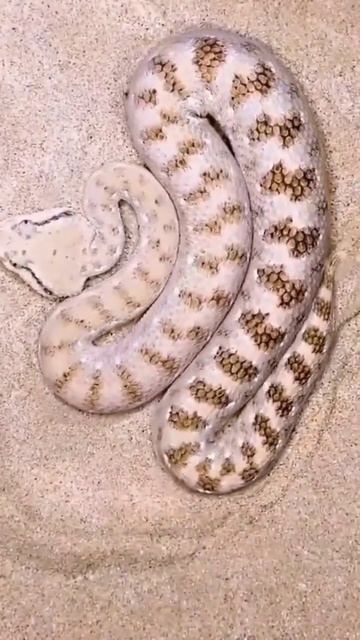 Arabian Horned viper Sound on! 😱😱😱 #world #snake #shorts смотреть онлайн