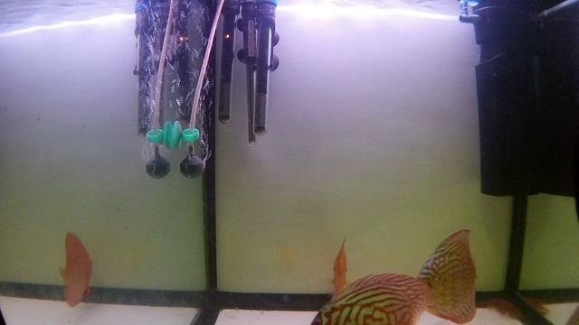 Eken H9 4K Discus fish смотреть онлайн