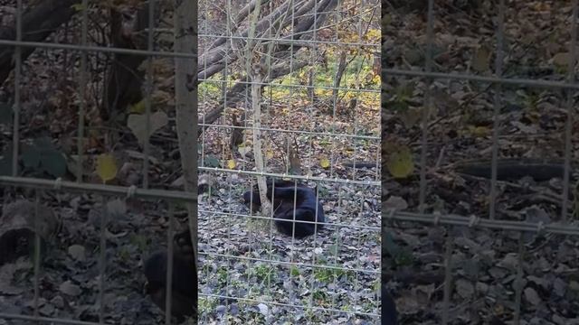 Panthère Noire Vidéo 14 смотреть онлайн