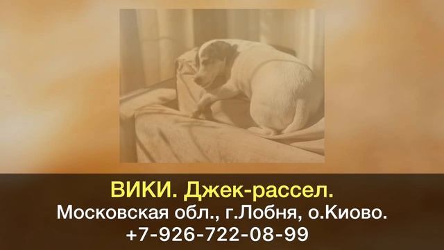 Пропала собака! ВИКИ. Джек-рассел. 10 лет. Московская область, г.Лобня. смотреть онлайн