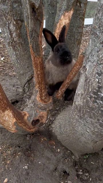 Ферма альпак ✨ #альпака #ферма #животные #россия #кролики смотреть онлайн