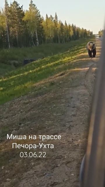 Встретили Мишку у дороги #медведь #лес #мишка смотреть онлайн