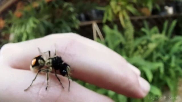 Velvet ant (cow killer) walking on hand смотреть онлайн