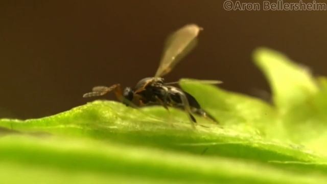 Platygastridae: Synopeas cleaning its wings and drumming with antennae смотреть онлайн