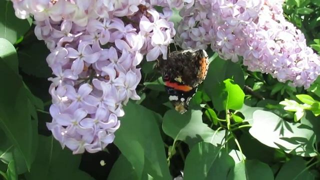 Mariposa vanesa o almirante rojo (Vanessa atalanta) смотреть онлайн