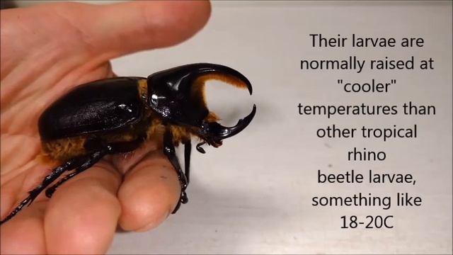 Satanas beetle, Dynastes satanas, a fresh male! смотреть онлайн