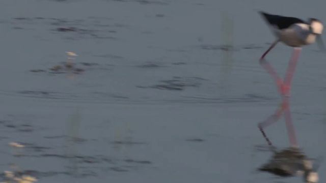 Black - winged Stilts - Himantopus himantopus смотреть онлайн