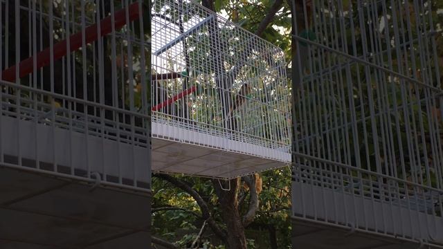 гибрид седоголый щегол и канарейка смотреть онлайн