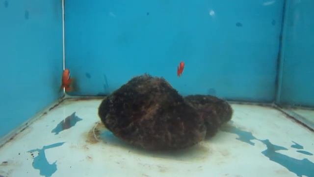 Amphiprion frenatus - Tomato clownfish смотреть онлайн