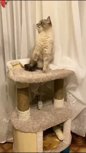 Котомастер Умка смотреть онлайн