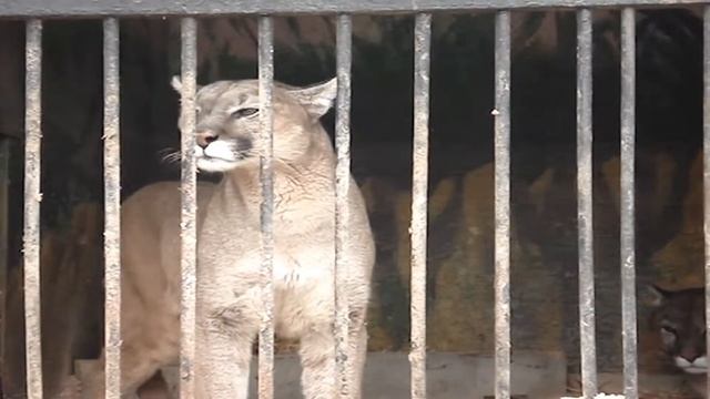 пума смотреть онлайн