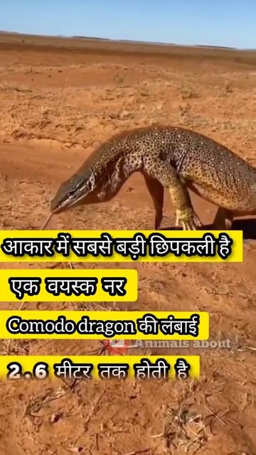 ये है दुनिया की सबसे बड़ी और खतरनाक छिपकली #shorts #comodo_dragon @animalsabout смотреть онлайн