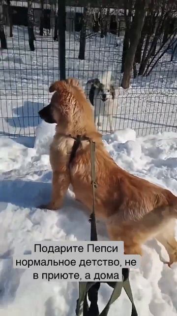 Щенок Пепси в поиске дома #shorts смотреть онлайн