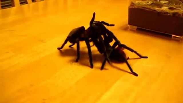 Brachypelma vagans Mating смотреть онлайн