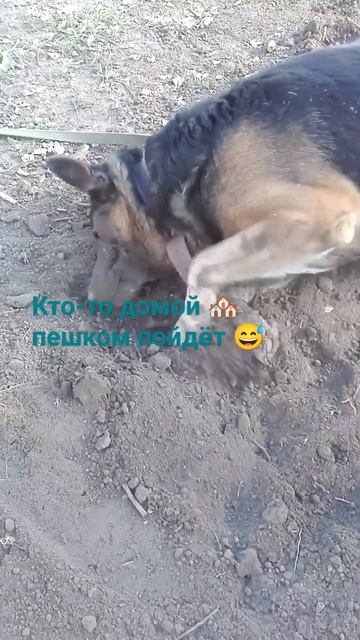 #аренда#ахахаха#не дорого сдам в аренду землеукатчик. смотреть онлайн