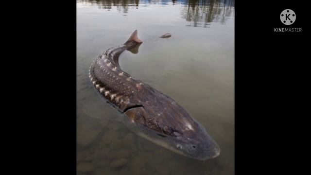 Largest river fish ever caught!! Beluga Sturgeon- 9 M views смотреть онлайн