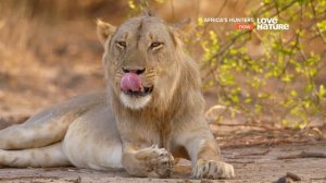 Africa's Hunters  Короли Нсефу 3 серия   1080