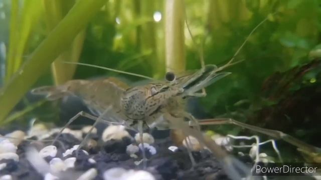 Ghost shrimp (adult) Palaemonetes paludosus смотреть онлайн