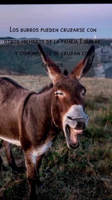 #datoscuriososdelanaturaleza #burros #caballos #yeguas #mulas #dalelike #suscríbete смотреть онлайн