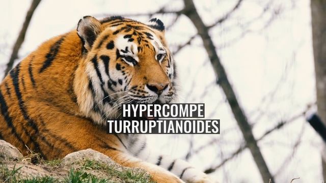 Hypercompe turruptianoides смотреть онлайн