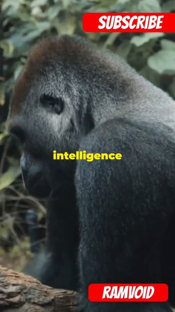 Grizzly Bear vs Gorilla: Who Wins? #gorilla #bear #animals #trending #viralshorts #trendingshorts смотреть онлайн