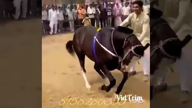 🐎🐎Ат билеу . Көрсең таң қаласын🤓🤓 смотреть онлайн