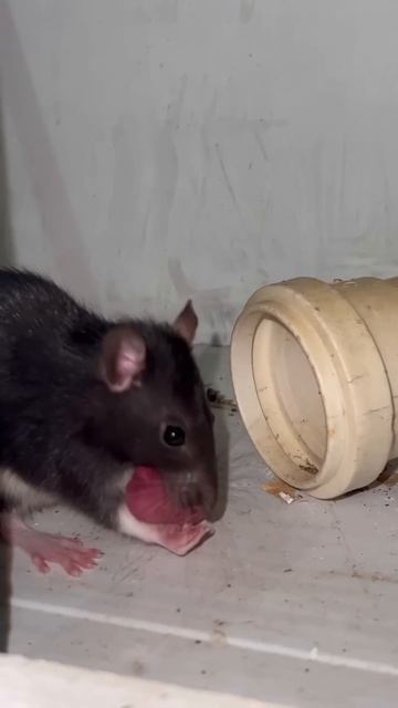 Filhotes de rato смотреть онлайн